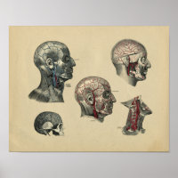 Anatomie du cou de la tête humaine 1902 Impression