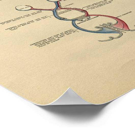 Anatomie du cou de la tête humaine 1902 Impression (Coin)