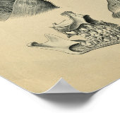 Anatomie du cou de la tête humaine 1902 Impression (Coin)