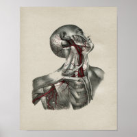 Anatomie du cou humain Vintage impression