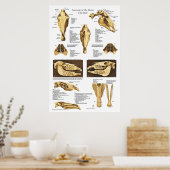 Anatomie du crâne du cheval Poster Anatomique (Cuisine)