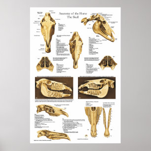 Anatomie du crâne du cheval Poster Anatomique