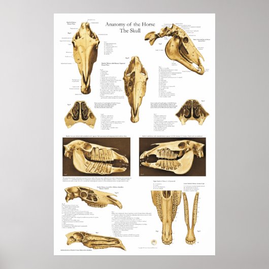 Anatomie du crâne du cheval Poster Anatomique (Devant)