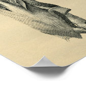 Anatomie du muscle de dos humain 1902 Impression V (Coin)