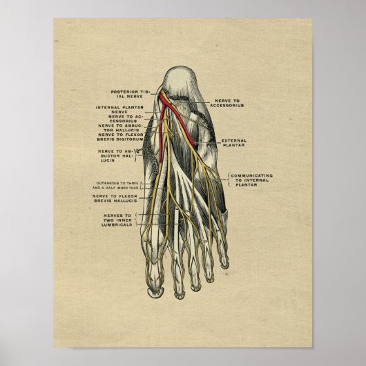 Anatomie du pied humain 1902 Impression Vintage (Devant)