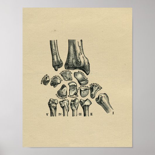 Anatomie du poignet humain 1902 Impression Vintage (Devant)
