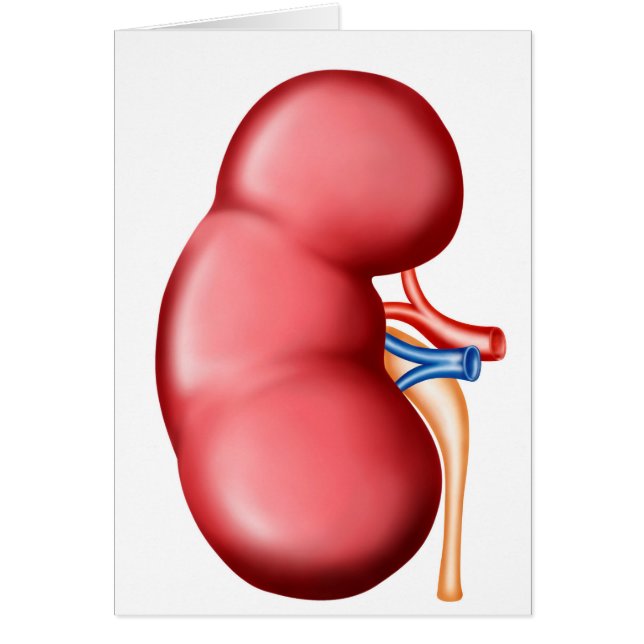 Anatomie Du Rein Humain (Devant)