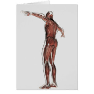 Anatomie du système musculaire masculin, vue