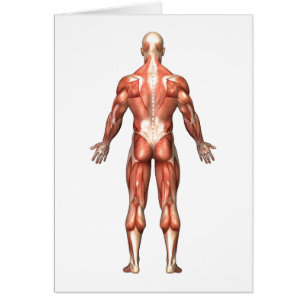 Anatomie Du Système Musculaire Masculin, Vue Arriè