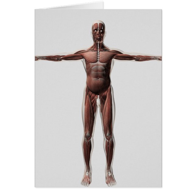 Anatomie Du Système Musculaire Masculin, Vue Avant (Devant)