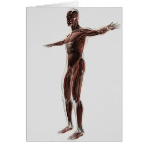 Anatomie Du Système Musculaire Masculin, Vue Côtiè