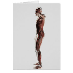 Anatomie du système musculaire masculin, vue de