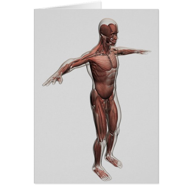 Anatomie Du Système Musculaire Masculin, Vue latér (Devant)