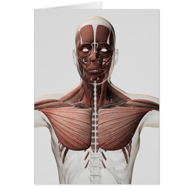 Anatomie Du Système Musculaire Masculin, Vue latér (Devant)