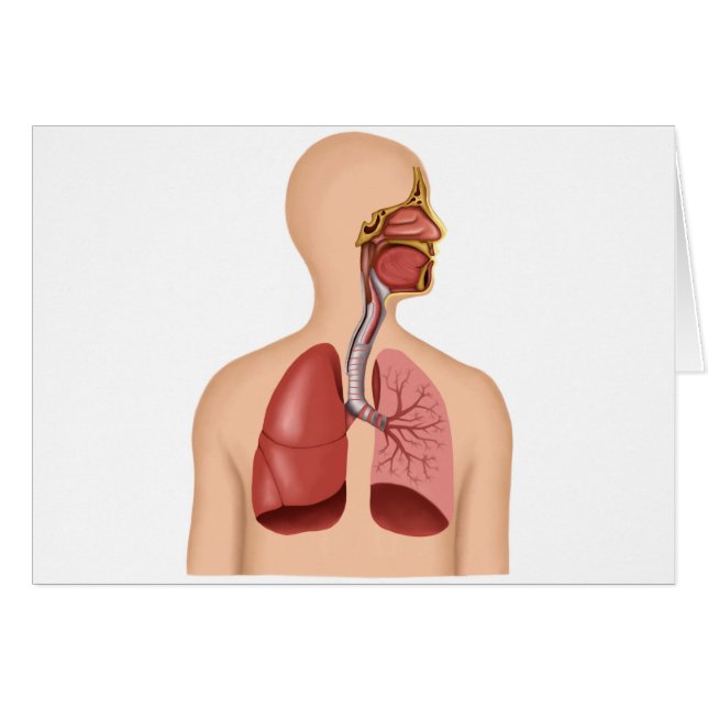 Anatomie Du Système Respiratoire Humain (Devant horizontal)