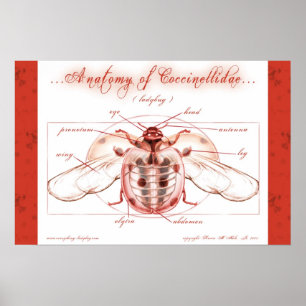 Anatomie d'une affiche de coccinelle