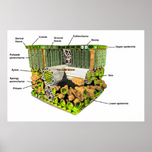 Anatomie d'une affiche de feuille