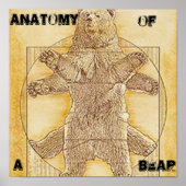 Anatomie d'une affiche d'ours (Devant)