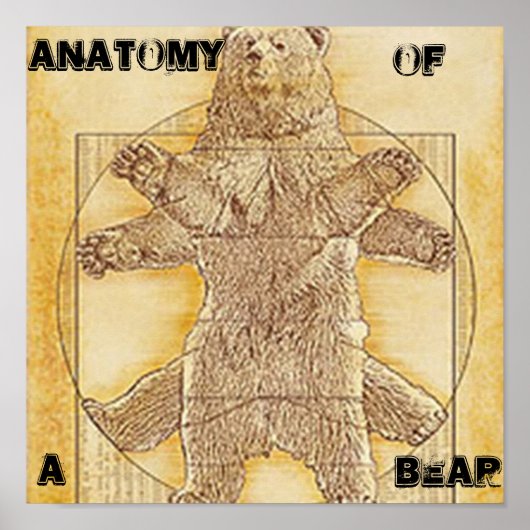 Anatomie d'une affiche d'ours (Devant)