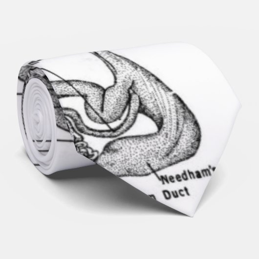 Anatomie d'une cravate d'Oct8pus (Roulé)