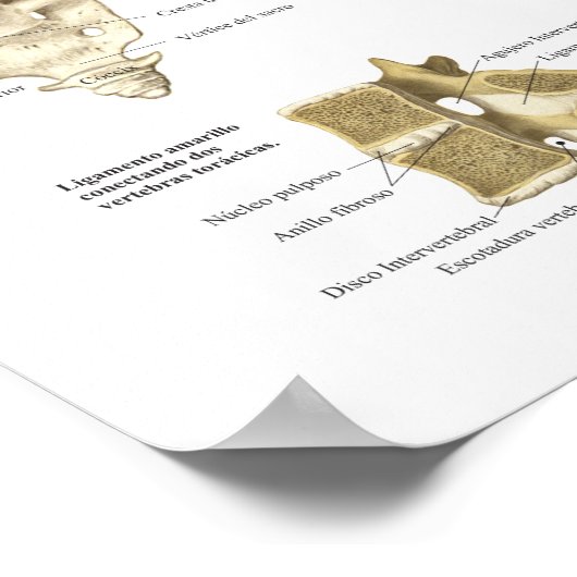 Anatomie Espinaal Poster Spaans Spinanatomie (Hoek)