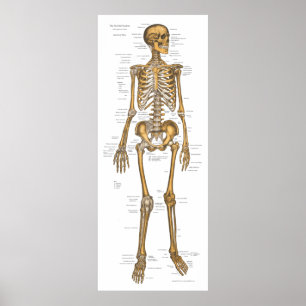 Anatomie Grafiek 24 x 60 Poster