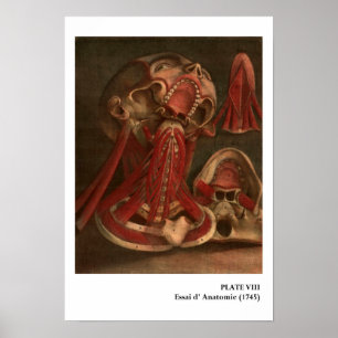  anatomie   Hals en gezicht Poster