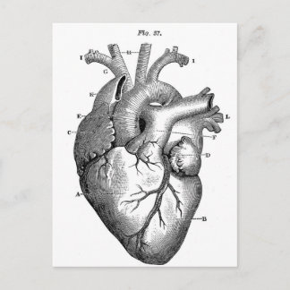 Anatomie-hart-Afbeeldingen- Briefkaart