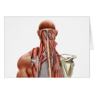 Anatomie humaine montrant les muscles profonds