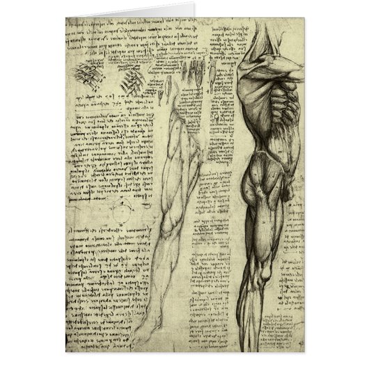 Anatomie humaine Muscles masculins par Leonardo da (Devant)