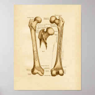 anatomie Illustratie femurBotten Poster