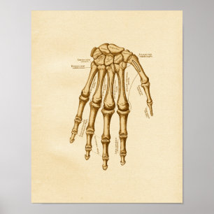 anatomie Illustratie hand-pols Botten Poster