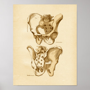 anatomie Illustratie Pelvic Botten Poster