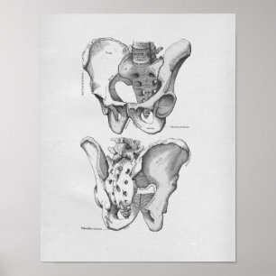  anatomie Illustratie Pelvic Botten Poster