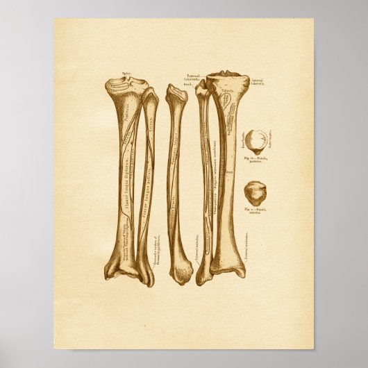  anatomie Illustratie Tibia Fibula Botten Poster (Voorkant)