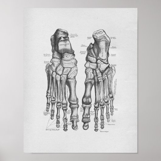  anatomie illustratie van Botten Poster (Voorkant)