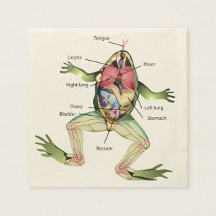 Anatomie illustratie van de kikker servet