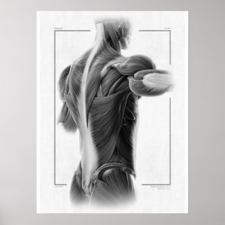 Anatomie in bewegend Poster - 18 x 24