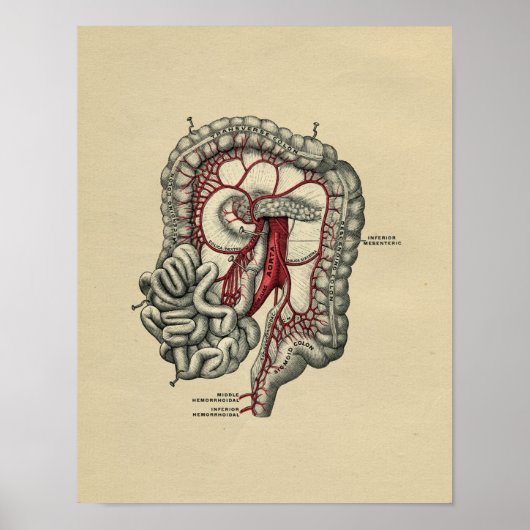 Anatomie intestinale humaine 1902 Impression Vinta (Devant)