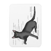Anatomie Kat Grappig Magneet (Verticaal)