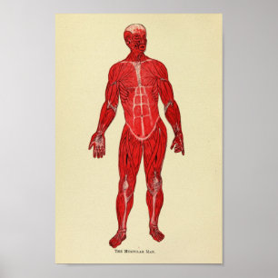  anatomie kunst uit 1920 poster