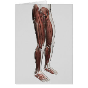 Anatomie masculine de muscle des jambes humaines,