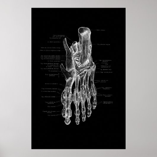Anatomie medische Poster 24x36 inch (Voorkant)
