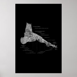 Anatomie medische Poster 24x36 inch