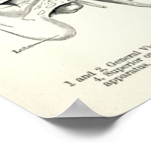 Anatomie - menselijke zintuigen poster (Hoek)