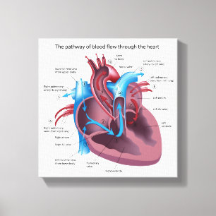Anatomie met menselijk hart, gestretst canvasafdru canvas afdruk