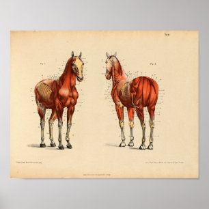 Anatomie met  paarden Afdrukspieren Poster