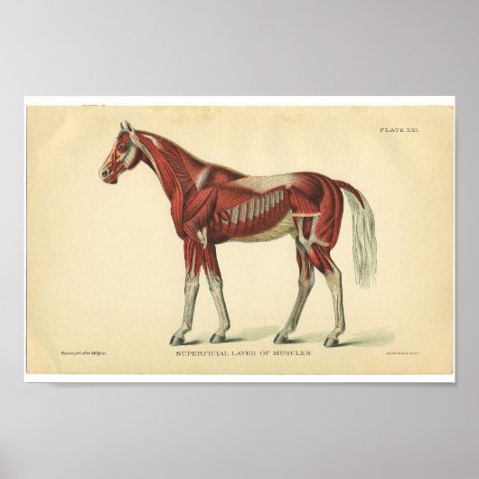 Anatomie met paarden Afdrukspieren Poster (Voorkant)