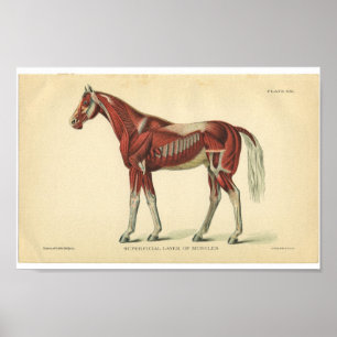 Anatomie met  paarden Afdrukspieren Poster