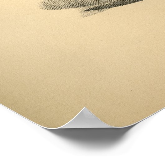 Anatomie musculaire du cheval 1908 Impression Vint (Coin)